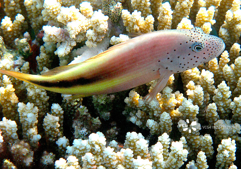 黑边鹰鱼特写图片素材