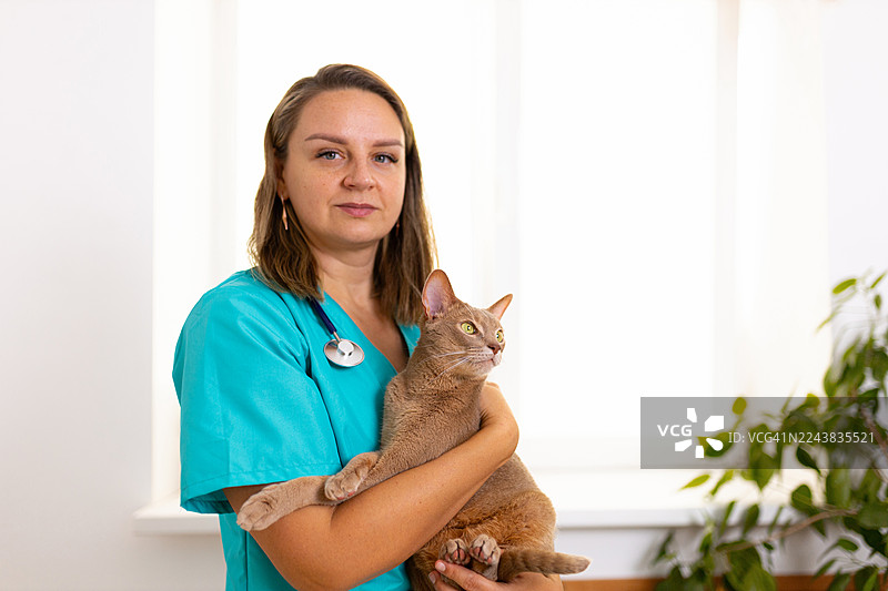 友好的兽医在明亮的诊所里抱着一只阿比西尼亚猫，展示了宠物与专业人士之间的关怀和情谊图片素材