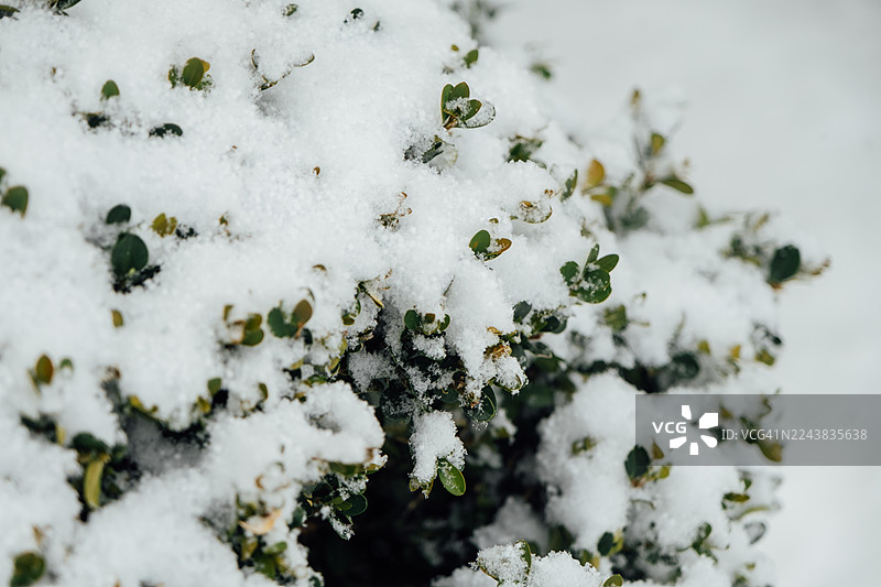 冬日花园中，绿叶灌木上覆盖着洁白的新雪图片素材