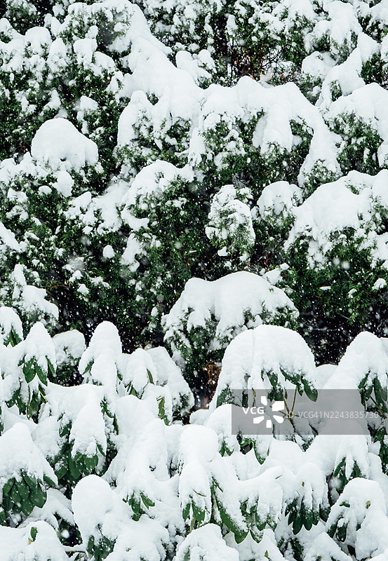 冬日花园里常绿灌木上的积雪图片素材