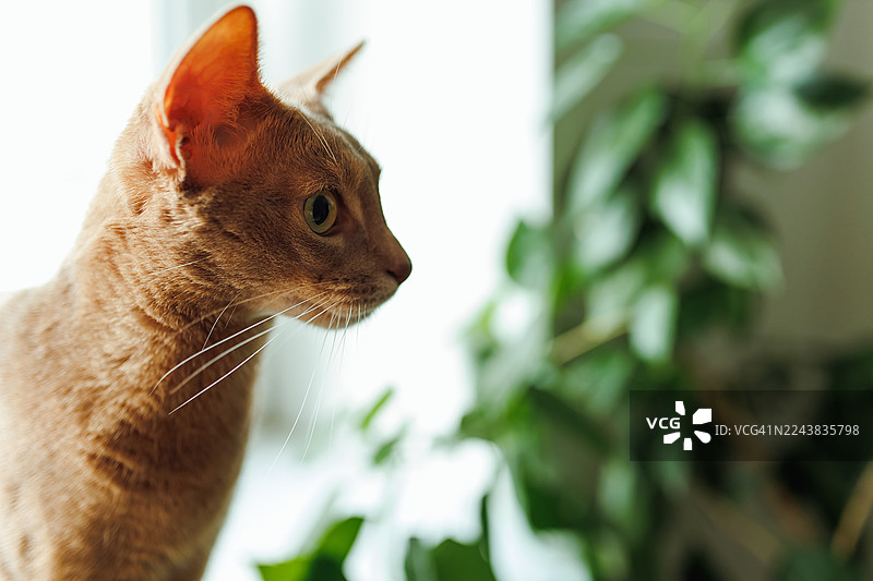 一只好奇的阿比西尼亚猫正专注地凝视着镜头外的某处，旁边是郁郁葱葱的室内植物。图片素材