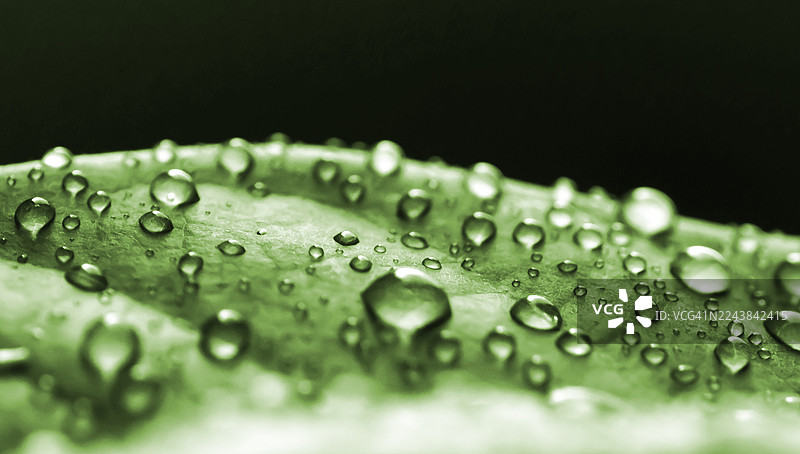 绿色叶片表面的水滴展示了其天然的疏水效应图片素材