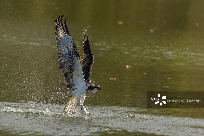 捕食的鱼鹰 (Pandion haliaetus)图片素材