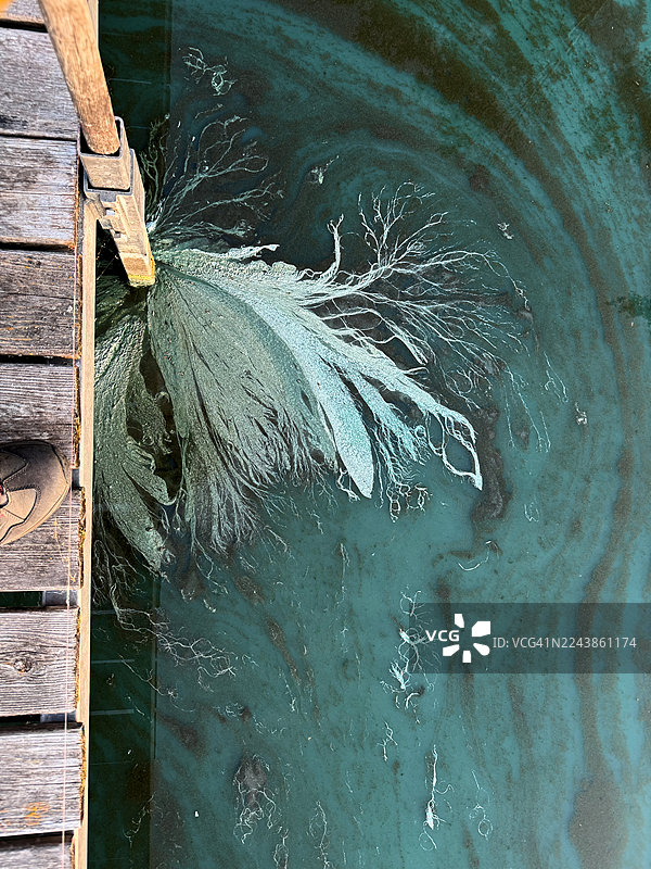 藻类大量繁殖对北方针叶林湖泊的影响图片素材