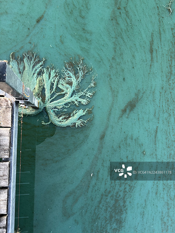 藻类大量繁殖对北方湖泊的影响图片素材