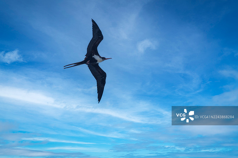 雌性大军舰鸟是经常出没于夏威夷群岛中最大的鸟类物种。图片素材
