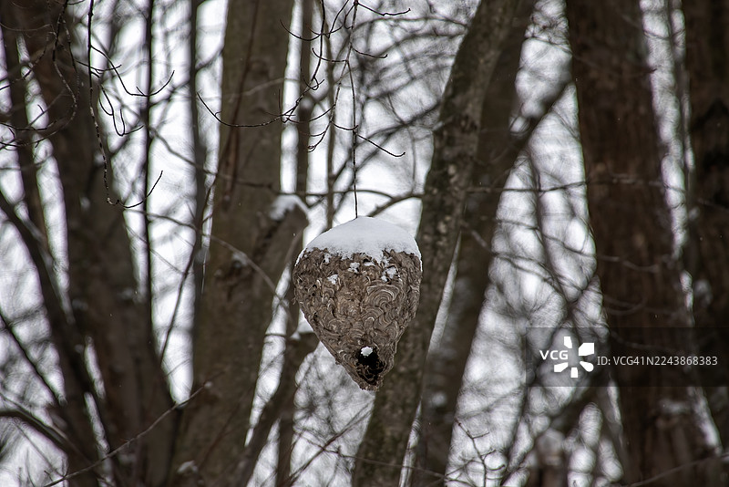 雪地里的黄蜂巢穴图片素材