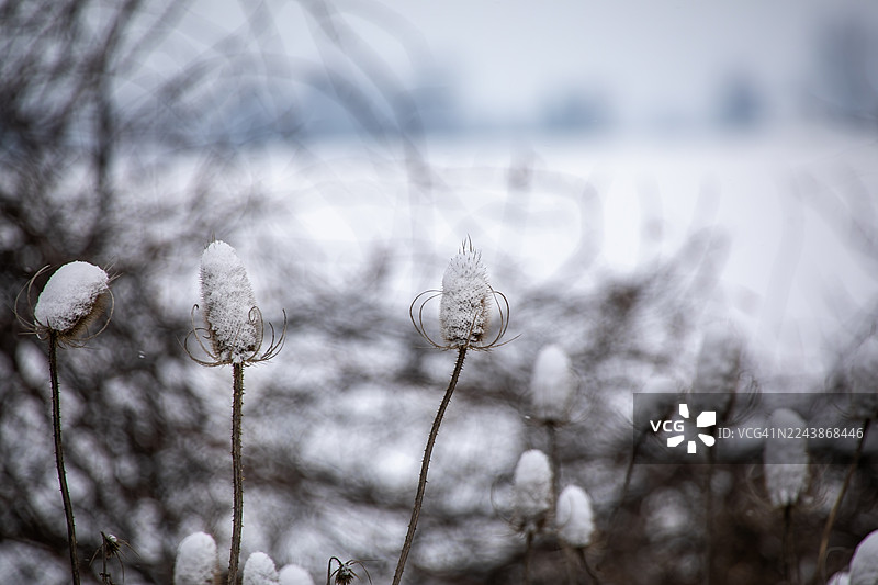 干枯的带叶刺芹上的雪图片素材