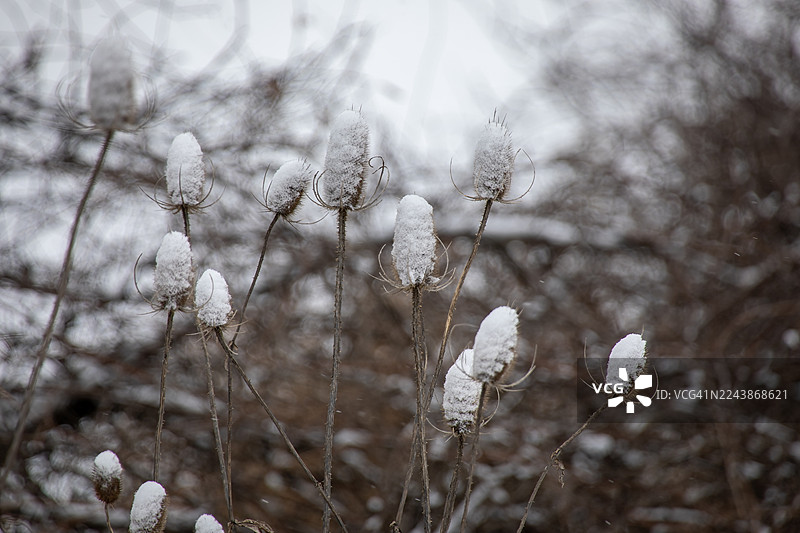 抽象的雪景与刺芹图片素材