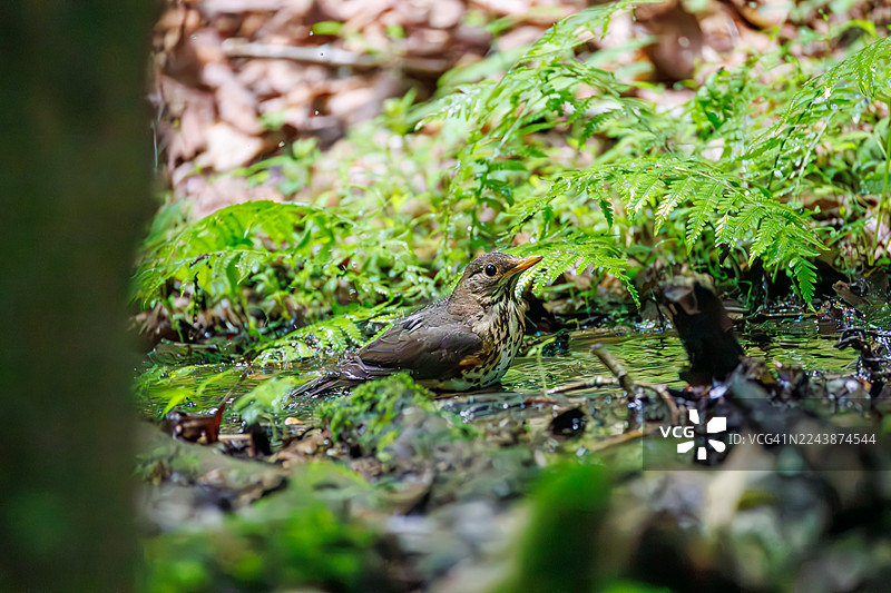 日本灰鸫（Turdus cardis）在日本山梨县富士吉田市大鸟泉水中沐浴。野鸟。观鸟。- 2025图片素材