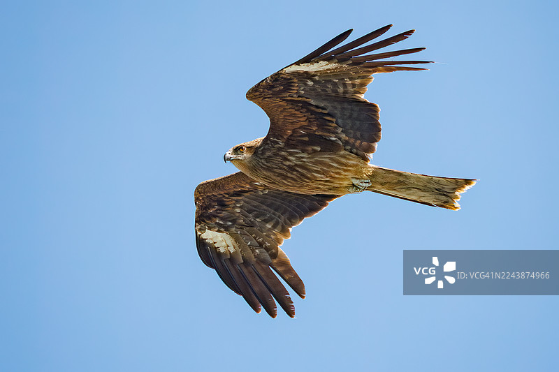 黑鸢，黑鸢属
猛禽在空中飞行并搜寻猎物。
日本神奈川县中郡大矶町照崎海滨 - 2025图片素材