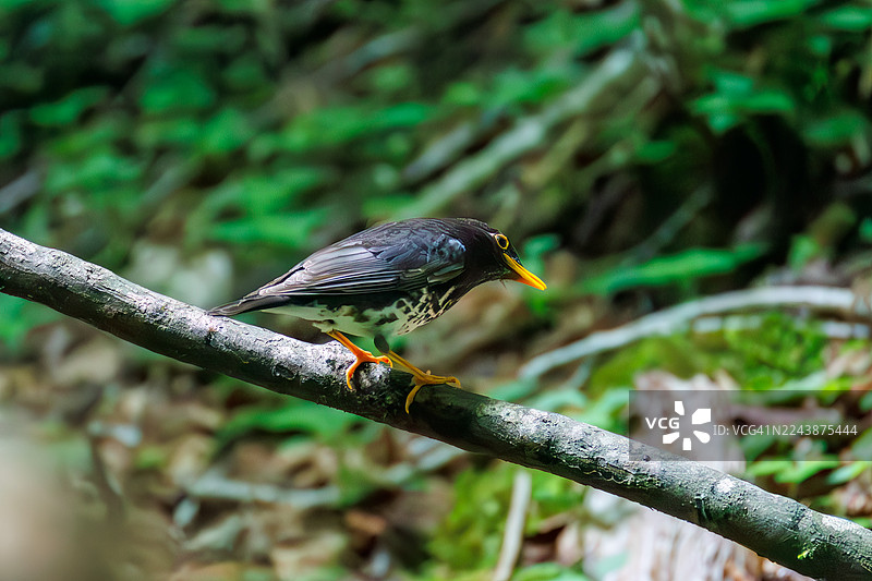 日本灰鸫，Turds cardis。在泉水中沐浴。野生鸟类。观鸟，日本山梨县富士吉田市大门泉水。- 2025图片素材