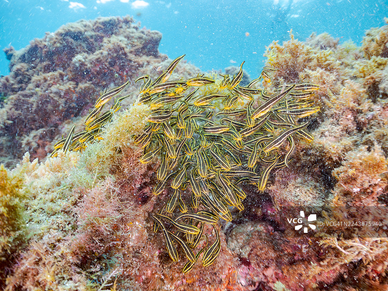 美丽的幼年斑纹龙占鱼(Ostorhinchus notatus)聚集在水下洞穴中。俗称“ゴンズイ玉(一团团鱼)”。静冈县伊豆半岛南伊豆町中木、平野海岸 - 2025年。图片素材