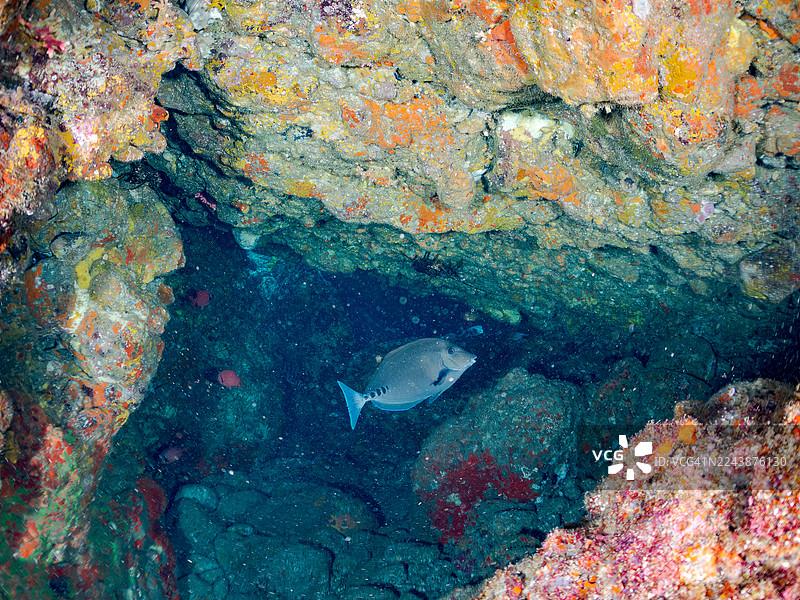 锯齿鱼(Prionurus scalprum)、大鳞兵曹鱼(Myripristis kochiensis)、黑条带扫帚鱼(Pempheris schwenkii)等鱼群在日本静冈县伊豆半岛南伊豆町的Hirizo海滩、中木港的海洞中。图片素材