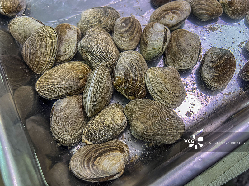 金属零售托盘上的新鲜菲律宾蛤蜊（阿萨里）图片素材