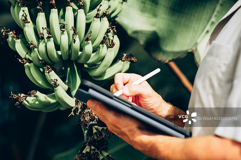 特写：一只手在绿香蕉串前用触控笔在平板电脑上操作。水果与技术的详细视图。精准农业工具，水果数据记录。图片素材