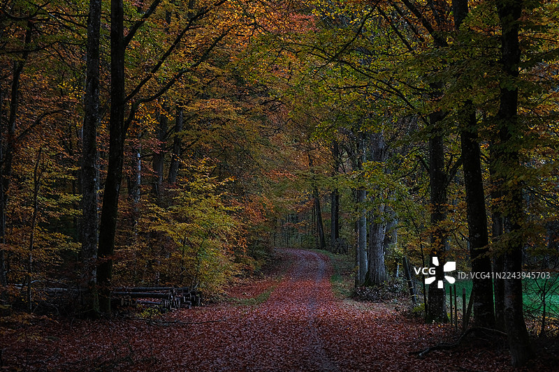 暮色中，一条狭窄的小路穿过秋色斑斓的欧洲山毛榉森林图片素材