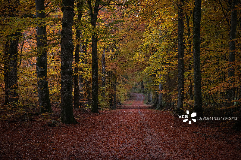 暮色中，狭窄的小径穿过秋色斑斓的欧洲山毛榉森林图片素材