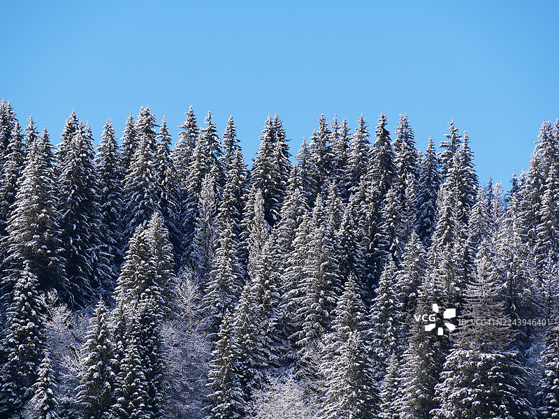 雪松树覆盖着白雪，背景是蓝天。阳光。法国上萨瓦省伯尔纳。图片素材