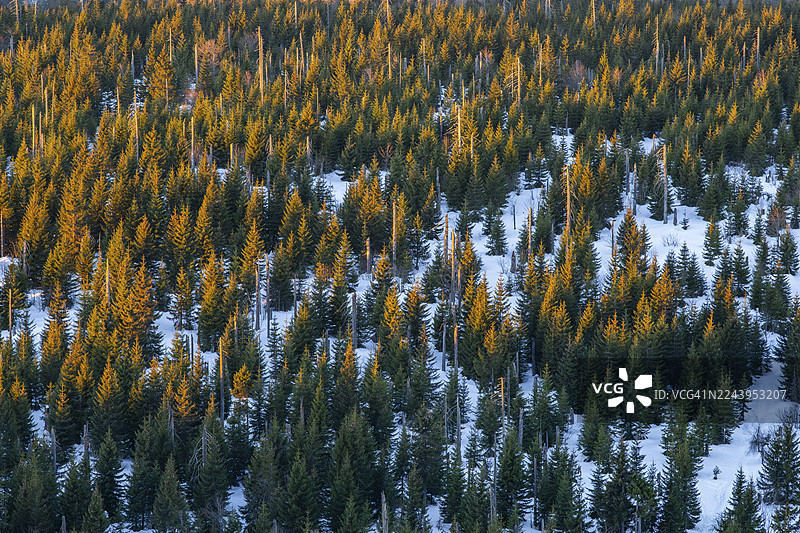 从日出时分的冬季鸟瞰视角看挪威云杉(Picea abies)树木和枯死的树干,地点为德国巴伐利亚州卢森山巴伐利亚森林。图片素材