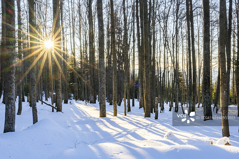 冬季,阳光穿透德国巴伐利亚州卢森山巴伐利亚森林中的欧洲山毛榉(Fagus sylvatica)树冠图片素材