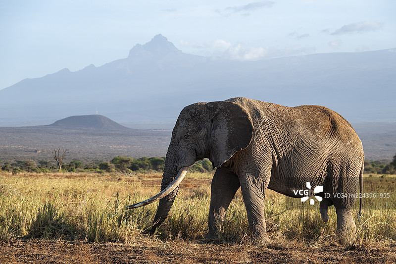 非洲象(Loxodonta africana),著名的“超级长牙象”克雷格,一只拥有长牙的老公象,在傍晚的阳光下,位于肯尼亚卡吉亚多郡风景如画的山景中,背景是著名的梅鲁山峰。图片素材