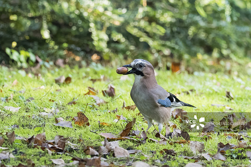 一只欧亚鸲（Garrulus glandarius）在黑森州，德国，清晨柔和的光线下，嘴里叼着一颗橡子飞过草地空地图片素材