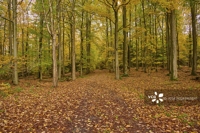 秋天的森林小径，高大的树木下覆盖着五彩缤纷的落叶，秋季，斯佩萨特，巴伐利亚，德国图片素材