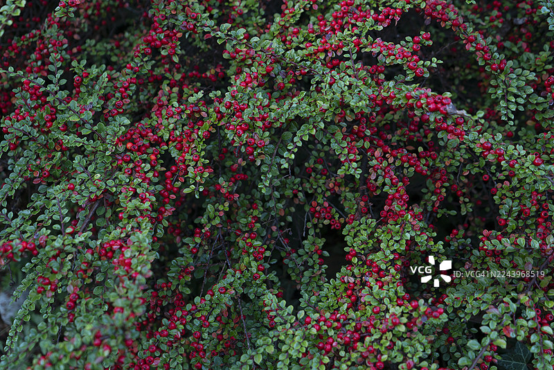 一丛水平铺展的榅桲图片素材