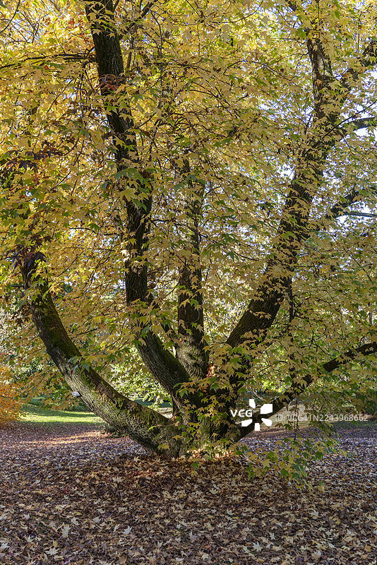 秋日树木的暖色调图片素材