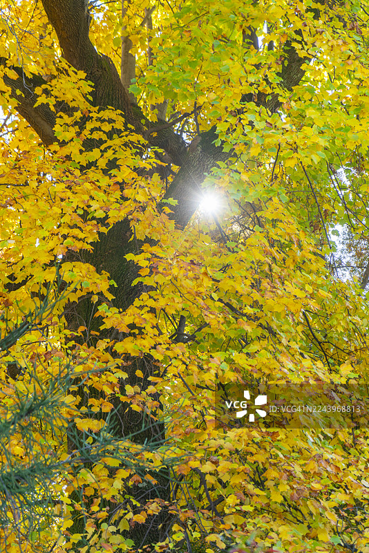 秋天树木的暖色调。图片素材