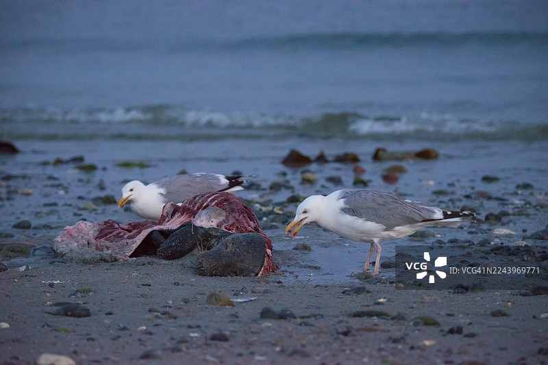 两只银鸥（Larus argentatus）在黄昏时分，站立在宁静的岩石沙滩上，啄食一具被冲上岸的灰色海豹（Halichoerus grypus）残骸。这具海豹尸体破碎，露出红色的肉和肋骨，是腐肉，但头部完整，眼睛紧闭。图片素材