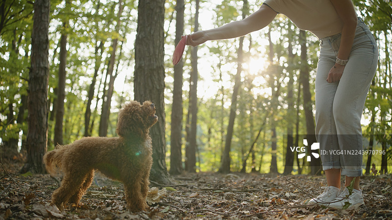 金发女子在阳光明媚的森林里与贵宾犬玩耍接球图片素材
