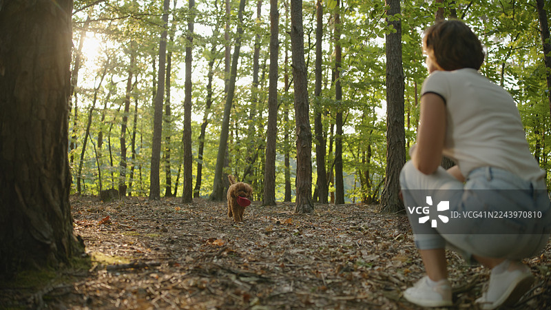 中年白人女性在葱郁的森林中愉快地与贵宾犬玩抛接游戏图片素材