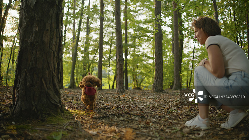 白种女子在森林里与贵宾犬玩快乐的接球游戏图片素材