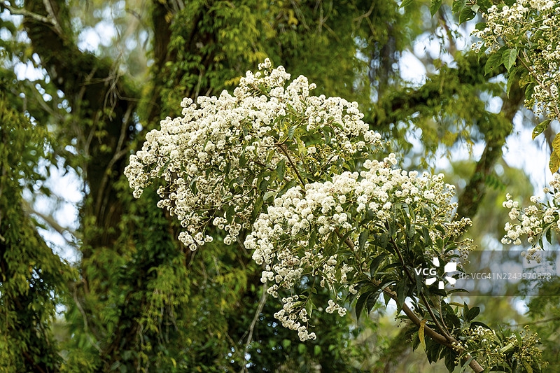 雨林中开白花的灌木，阿马尼自然森林保护区，东部乌桑巴拉山脉，坦噶，坦桑尼亚图片素材