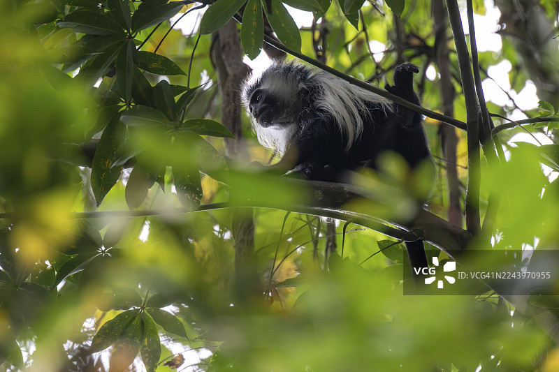 安哥拉疣猴（Colobus angolensis palliatus），栖息于阿马尼自然森林保护区、东部乌桑巴拉山脉、坦噶、坦桑尼亚树叶之间图片素材