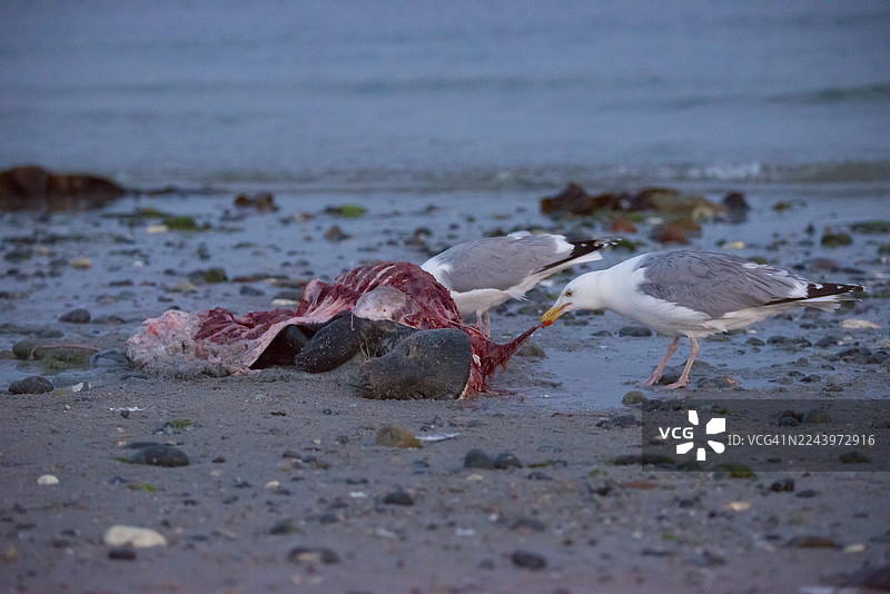 两只银鸥（Larus argentatus）在黄昏时分，静静地站立在多岩石的沙滩上，啄食一具被冲上岸的灰色海豹（Halichoerus grypus）尸体。这具海豹尸体身体破碎，露出红色的肉和肋骨，是腐肉，但头部完整，眼睛紧闭。图片素材