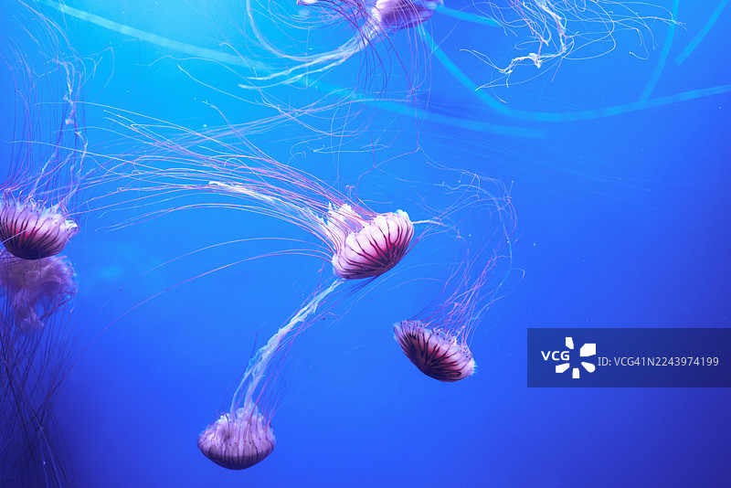 紫色的水母在蓝色的水下海洋栖息地中游动图片素材