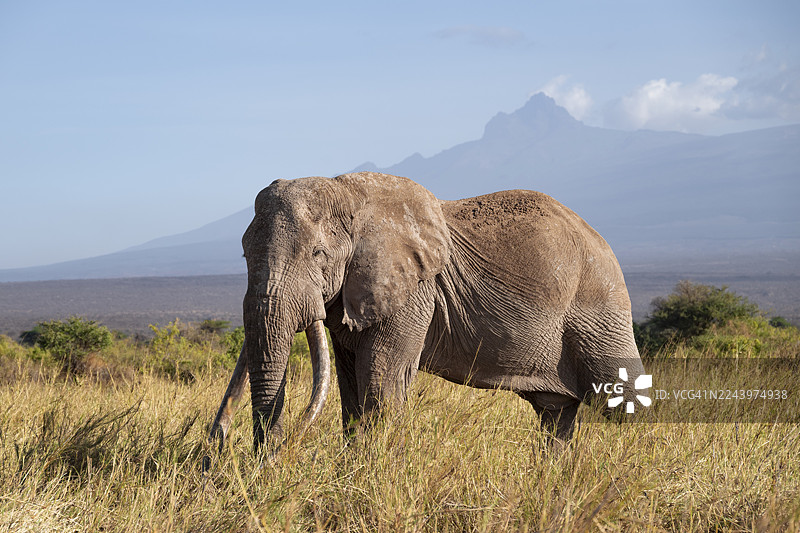 美丽的非洲草原风光中的非洲象(Loxodonta africana),远景为著名的“超级尖牙”长牙象克雷格(Craig)的雄伟山峰——梅鲁山(Mount Meru)峰,这是一头拥有长牙的老雄象,摄于肯尼亚卡贾多县的傍晚光线下。图片素材