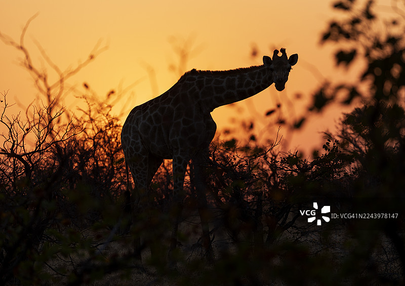 长颈鹿图片素材