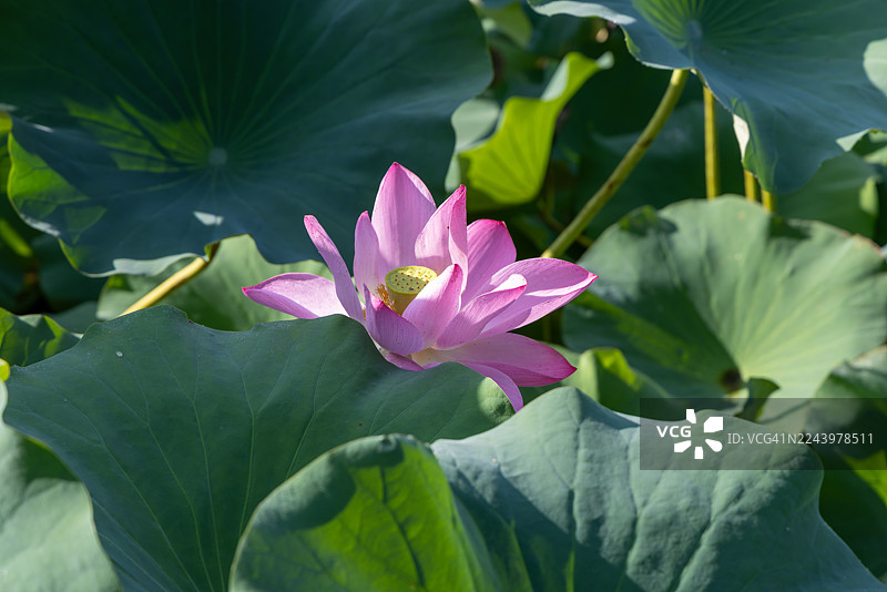 夏季，中国庭院池塘中盛开的荷花图片素材