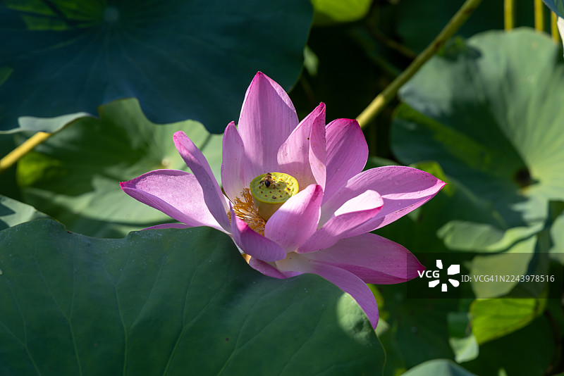 夏日时节，中国庭院池塘中盛开的荷花图片素材