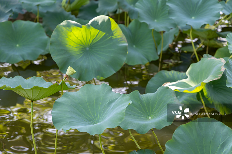 夏季，中国庭院池塘中盛开的荷花图片素材