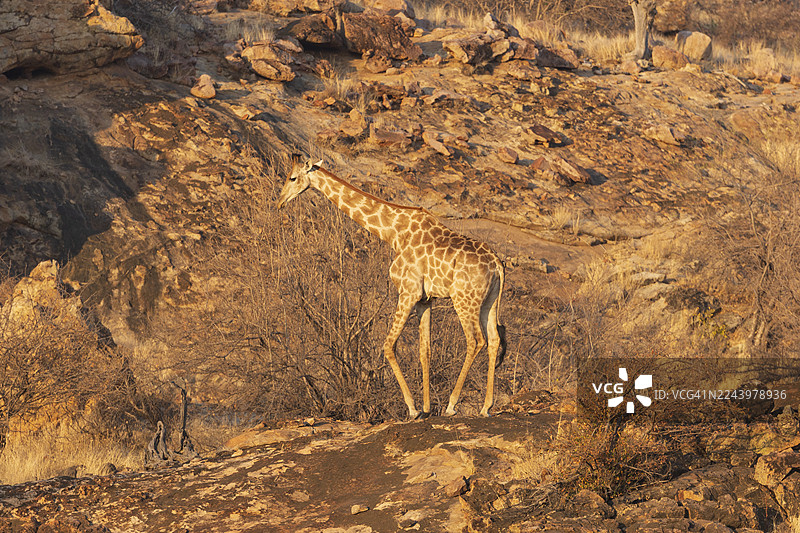 长颈鹿图片素材