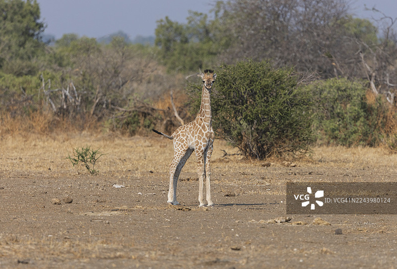 长颈鹿图片素材