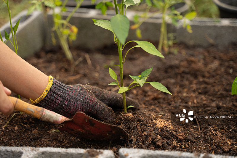 一个人正在花园里种树图片素材