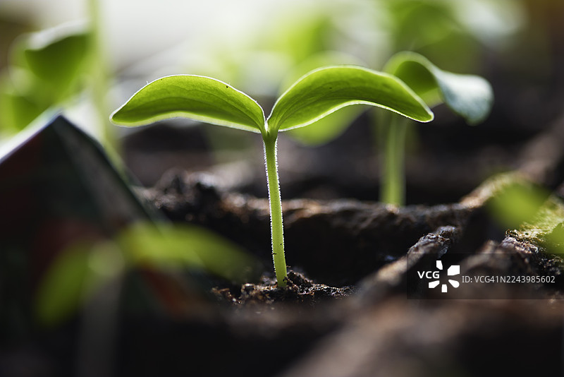 土壤中发芽的幼苗特写图片素材