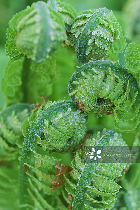 鸵鸟蕨特写镜头图片素材