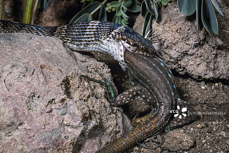 阿鲁巴猫眼蛇正在捕食阿鲁巴鞭尾蜥图片素材